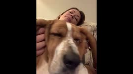 Basset hound in a wrinkly trance when he gets a face massage
