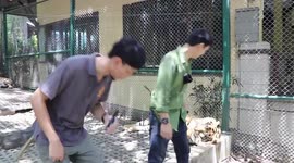 Tiger recovering after tourist grabbed his testicles in Thailand