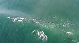Drone footage captures large dolphin pod off South Africa's coast