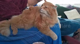 George the Cat gets brushed 200825-2