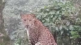 Leopard stares down cameraman after straying into estate in southern India