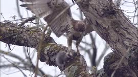 Hawk Eating Alive Opossum  Graphic Content