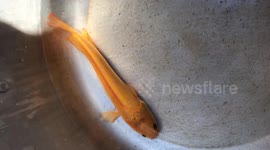 Strange yellow snakehead fish discovered in Vietnam