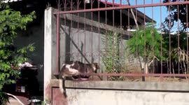 Stray mother dog rescued after getting stuck between iron fence railings