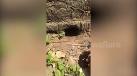 Two abandoned puppies rescued from empty building in the Philippines