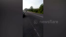 Heartbreaking moment mother elephant tends to her baby killed by car in Malaysia