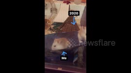 UK: Hamster’s 2020 Life Spins Out Of Control
