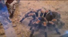 Tarantula Spider