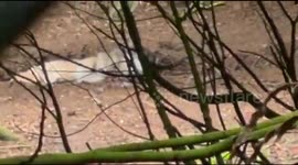 Wolf looks at Camera