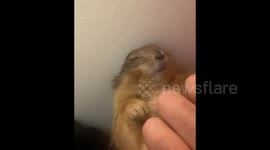 US: Prairie Dog Dozes Off Making Cute Squeaks