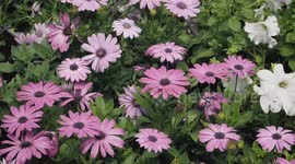Beautiful white and purple flowers