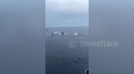 Pod of dolphins spotted leaping out of sea in southern China