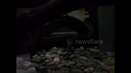 Giant Anaconda Snakes