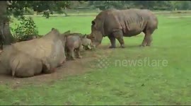 Baby Rhino
