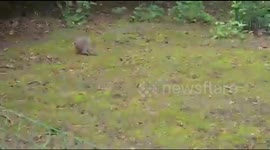Wollaby animals