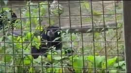 Monkey's eating Fruits