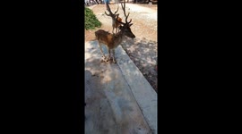 Croatian beach full of deers