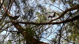 unique, two chickens perched on a pine tree
