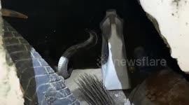 Deadly cobra hooked out from under staircase in northern India