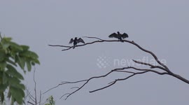 Cormorant birds drying their wings high up in a tree, during a thunder storm, they are hanging out to dry themselves, they also do some stretching exercises.
