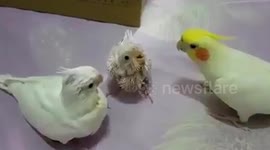 Baby Bird Sings For Older Brothers