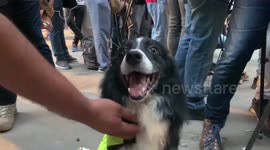 Chilean rescue dog named 'Flash' takes part in Beirut rescue operation