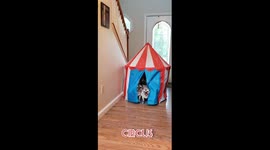 Pug Circus with special guests German Shepherd & Chicken