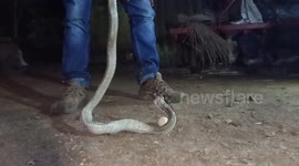 Longer version; Stomach churning moment snake is seen regurgitating 5 eggs after raiding a chicken coop in eastern India