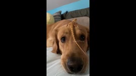Golden retriever and bearded dragon have an incredible bond
