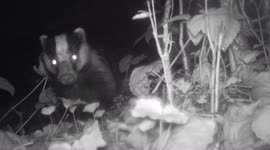 Inquisitive Badger Gets a Fright From Remote Bush Camera