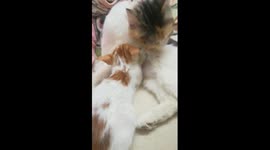 Big Sofi Kitten Breastfeeding Live