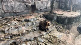 Zoo grizzly bear