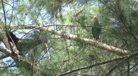Pair of chickens live unusual lifestyle 20m up in the treetops