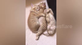 Just three adorable cats cuddled up together in France