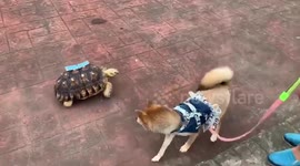 Pet dog terrified of tortoise
