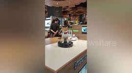 Cat rides robot vacuum cleaner in department store
