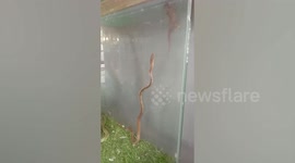 Snake swallows whole gecko which entered its tank