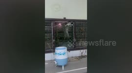 Pet cat gets stuck while climbing through window