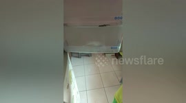 Kind boy, 5, rescues gecko stuck in fridge