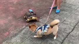 Shell-shocked! Dog terrified by friendly tortoise
