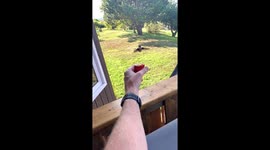 Hummingbird gets chased away by another while being hand fed by man