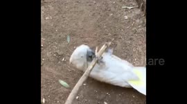 Guide To ‘Barbecuing’ The Most Delicious Cockatoo