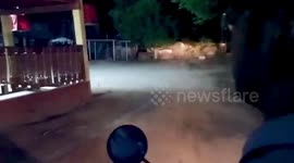 Rescuers catch snake under pensioner's bed in Thailand