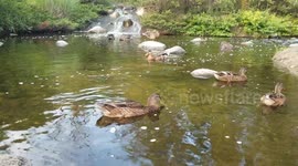 Ducks being ducks 3