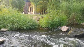 Ducks being ducks 4