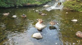 Ducks being ducks 5