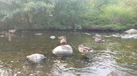 Ducks being ducks 6
