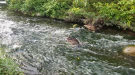 Ducks being ducks 7