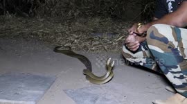 Rescuer saves mating snakes unmindful of large crowd in India
