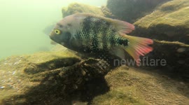 The male fish guards the entrance to the nest while the female fish incubates the eggs.